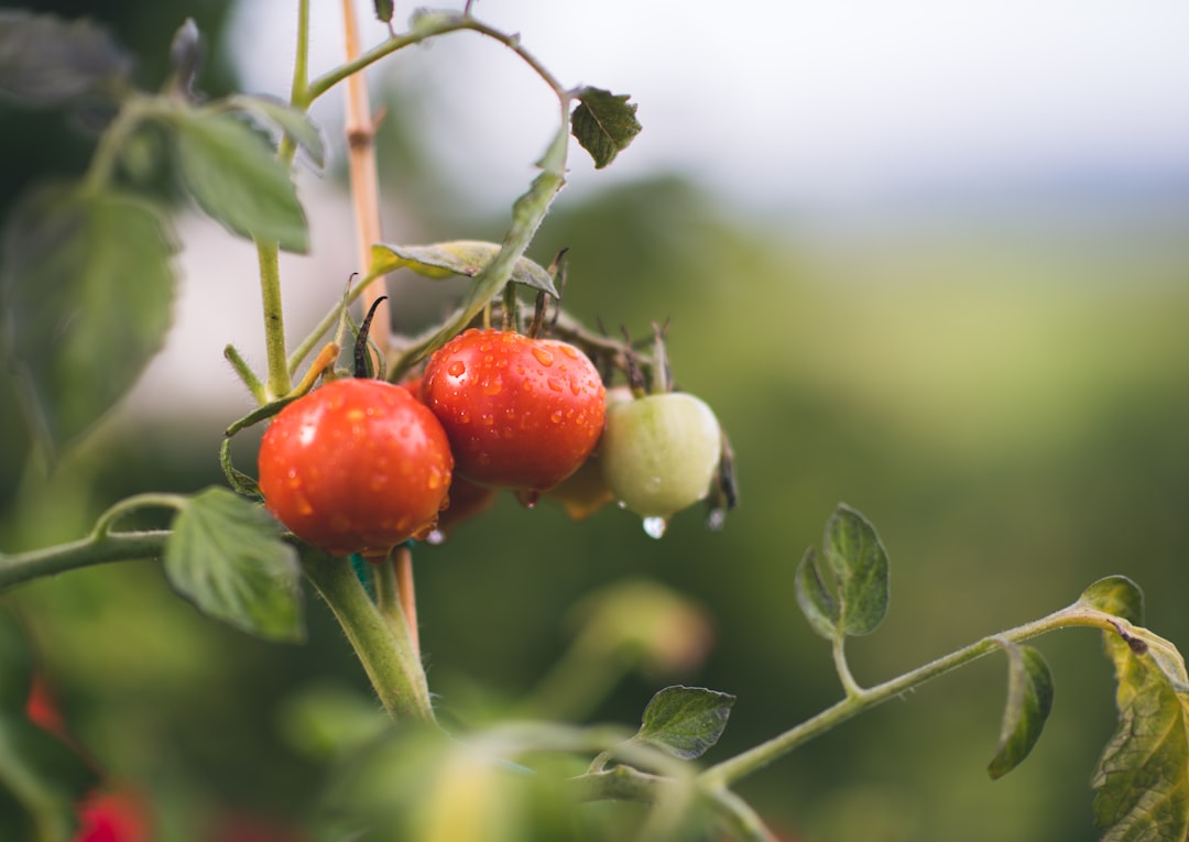 The Benefits of Using Organic Bedding