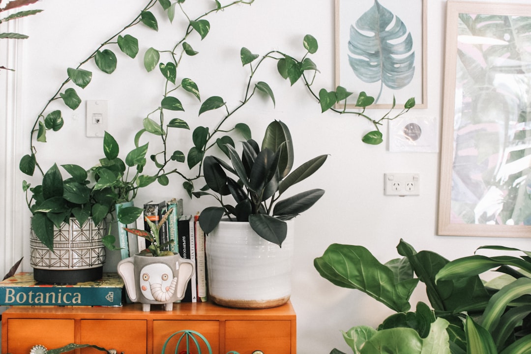 Transform Your Bedroom with the Best Plants for Better Sleep